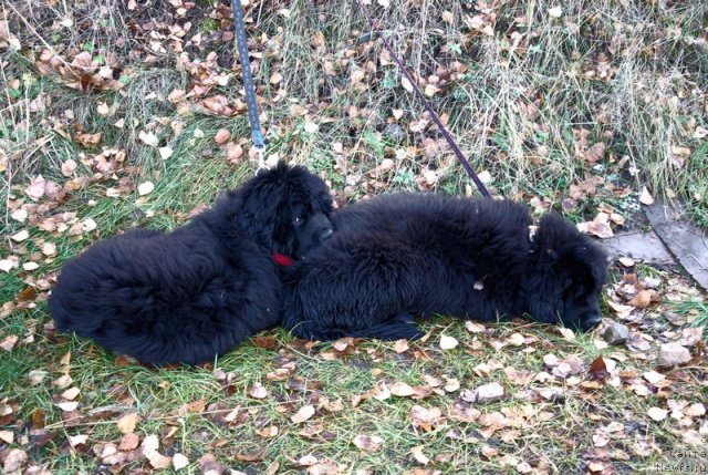 Фотография № 81883