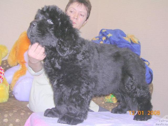 Фото: ньюфаундленд Janr YEksklyuziv iz Medvej'ego YAra (Жанр Эксклюзив из Медвежьего Яра)