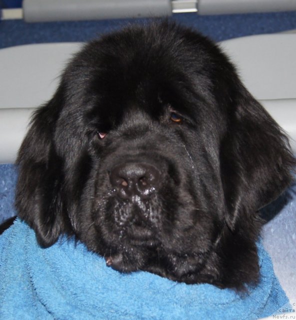 Фотография № 81892