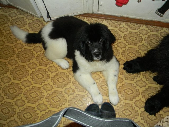 Фото: ньюфаундленд CHinzano Asti ot Sibirskogo Medvedya (Чинзано Асти от Сибирского Медведя)