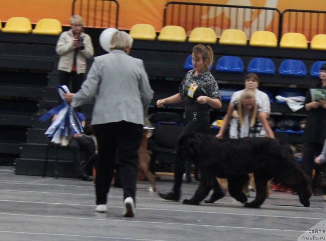 Фото: ньюфаундленд Ih Vyisochestvo Giacinta Briz (Их Высочество Гиацинта Бриз)