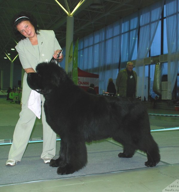 Фото: ньюфаундленд Smigar Nansen Neustrashimy (Смигар Нансен Неустрашимый)