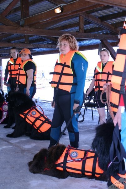 Фото: Юджин с Берега Дона, ньюфаундленд YUdjin s Berega Dona (Юджин с Берега Дона)