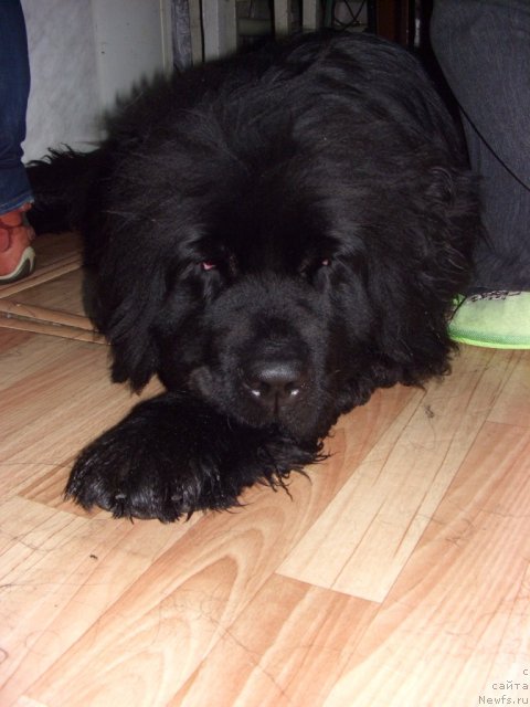 Фото: ньюфаундленд Bol'shaya Medvedica (Большая Медведица)