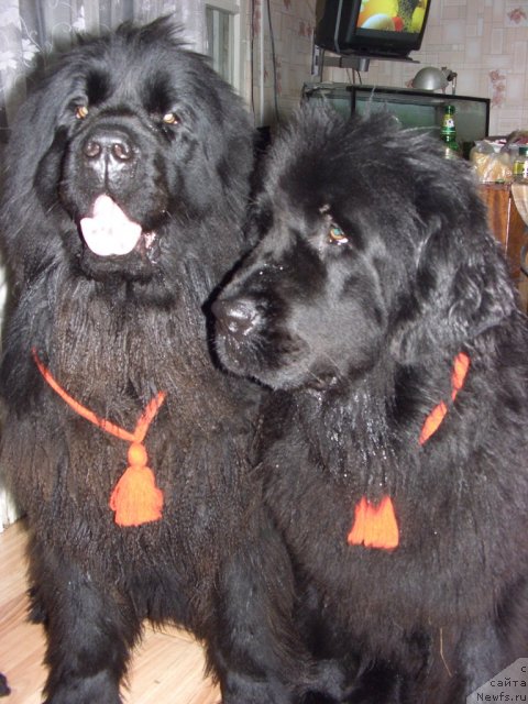 Фотография № 81918