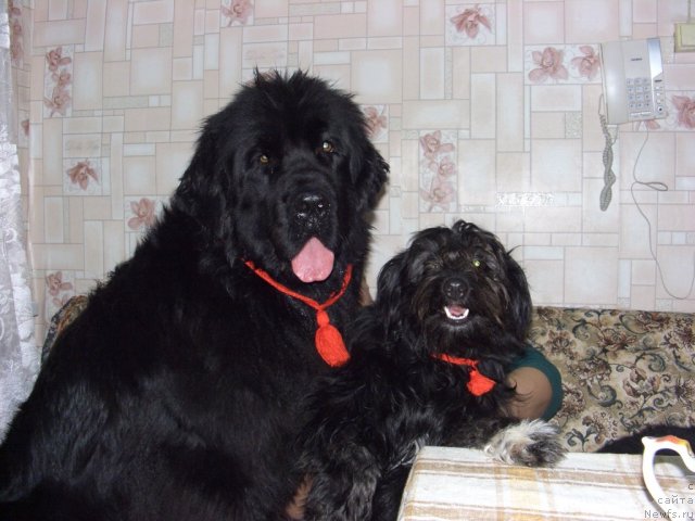Фото: ньюфаундленд Baryishnya (Барышня), Фрося