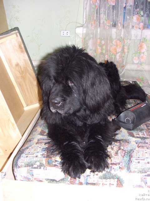 Фото: ньюфаундленд Glyed Tu Si Djipsi (Глэд Ту Си Джипси)