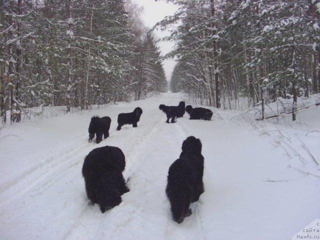Фото: ньюфаундленд Akin Soul Sofiya (Акин Соул София), ньюфаундленд Lesnaya Skazka Lunnaya Sonata (Лесная Сказка Лунная Соната), ньюфаундленд Andjel Viktorius (Анджел Викториус), ньюфаундленд Glyed Tu Si Djipsi (Глэд Ту Си Джипси), ньюфаундленд Baryishnya (Барышня), ньюфаундленд Bol'shaya Medvedica (Большая Медведица), Фрося