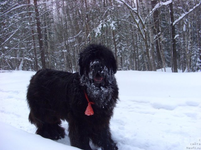 Фото: ньюфаундленд Akin Soul Sofiya (Акин Соул София)
