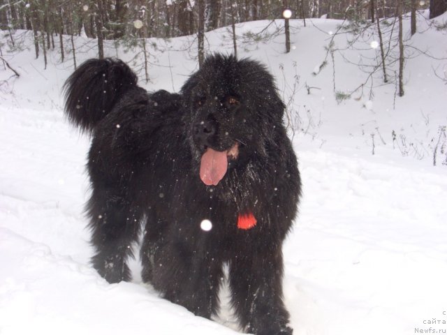 Фотография № 81925