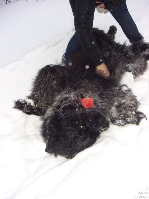 Фото: ньюфаундленд Andjel Viktorius (Анджел Викториус)