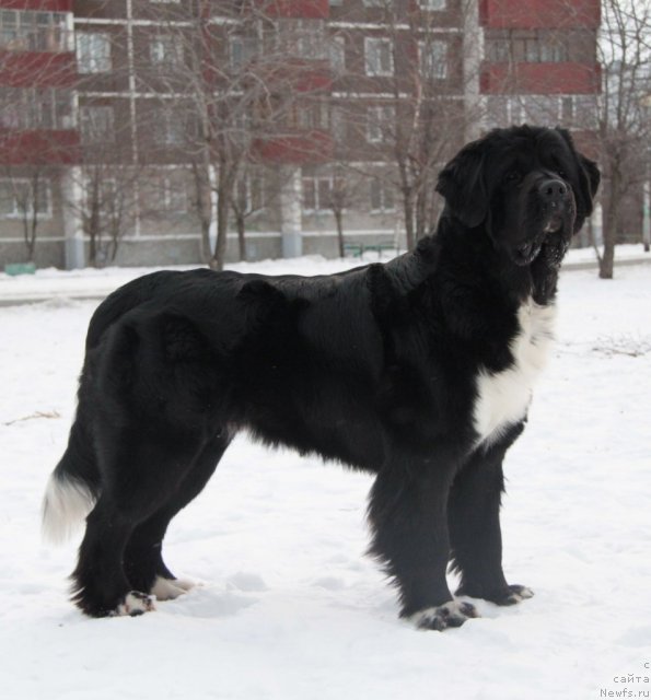 Фото: ньюфаундленд Ikona Stilya (Икона Стиля)