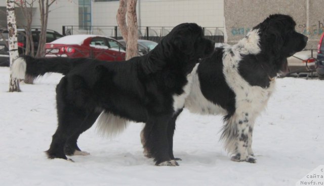 Фотография № 81928