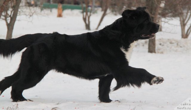 Фотография № 81929