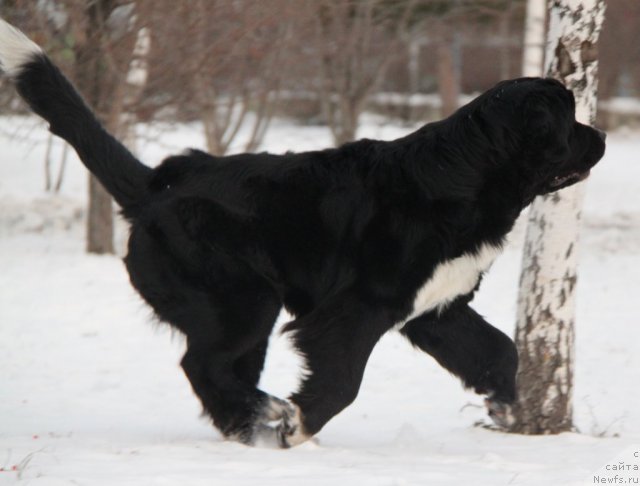 Фото: ньюфаундленд Ikona Stilya (Икона Стиля)