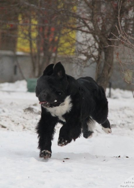 Фото: ньюфаундленд Ikona Stilya (Икона Стиля)