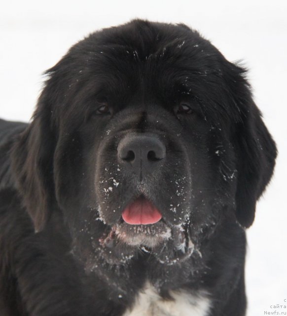 Фото: ньюфаундленд Ikona Stilya (Икона Стиля)