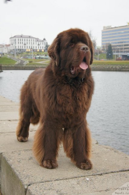 Фото: ньюфаундленд Aetna vom Riesrand (Aetna vom Riesrand)