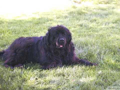 Фото: ньюфаундленд Larinkallion Disperin