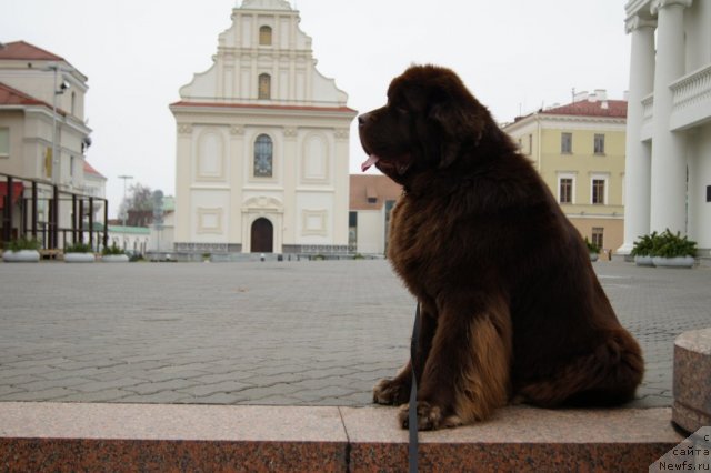 Фото: ньюфаундленд Aetna vom Riesrand (Aetna vom Riesrand)