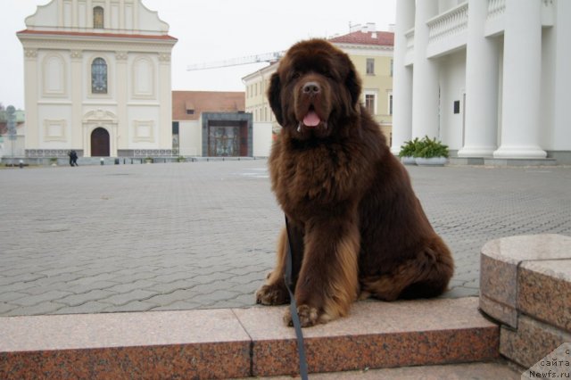 Фото: ньюфаундленд Aetna vom Riesrand (Aetna vom Riesrand)