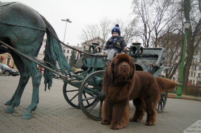 Фото: ньюфаундленд Aetna vom Riesrand (Aetna vom Riesrand), Varvara Ryibalova (Варвара Рыбалова)