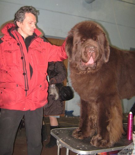 Фото: ньюфаундленд Aetna vom Riesrand (Aetna vom Riesrand)