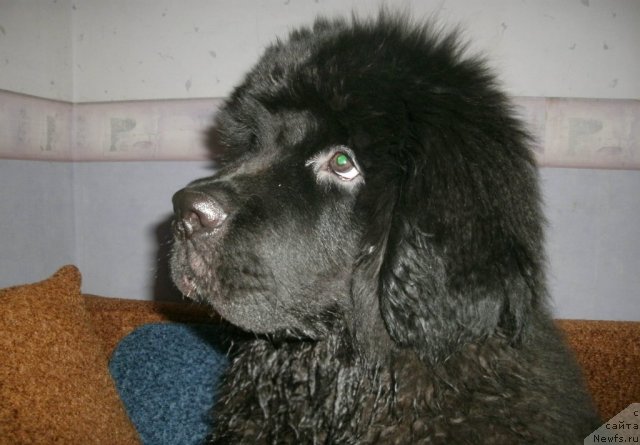 Фото: ньюфаундленд Kiper Soul Layon Hyeert (Кипер Соул Лайон Хэерт)