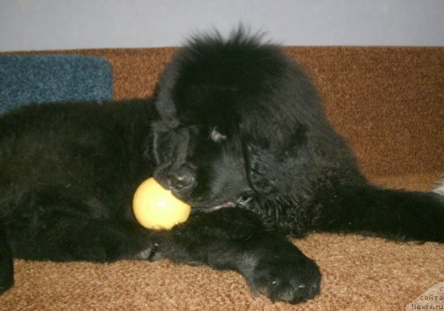 Фото: ньюфаундленд Kiper Soul Layon Hyeert (Кипер Соул Лайон Хэерт)