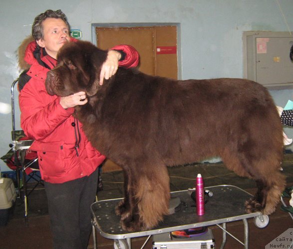 Фото: ньюфаундленд Aetna vom Riesrand (Aetna vom Riesrand)