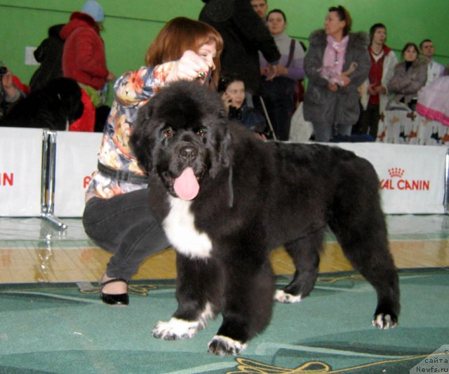 Фотография № 81974