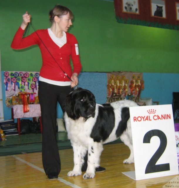 Фото: ньюфаундленд Okeanskaya Volna iz Tihogo Omuta (Океанская Волна из Тихого Омута)