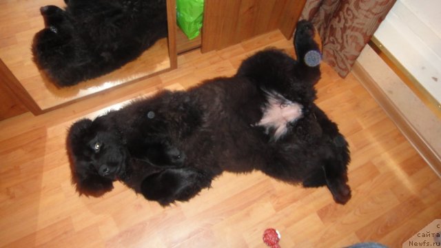 Фото: ньюфаундленд Dyurbahler Klab Villaj Dyubef (Дюрбахлер Клаб Виллаж Дюбеф)