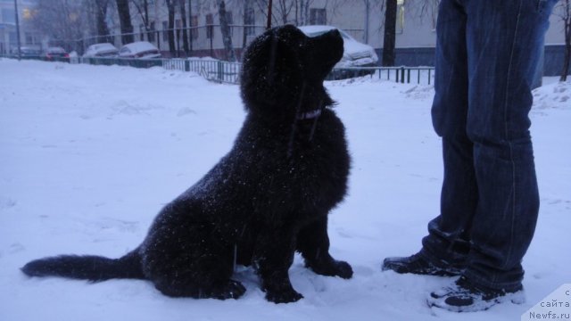 Фото: ньюфаундленд Dyurbahler Klab Villaj Dyubef (Дюрбахлер Клаб Виллаж Дюбеф)