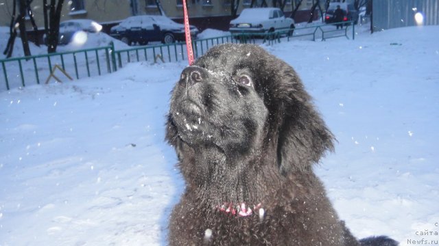 Фото: ньюфаундленд Dyurbahler Klab Villaj Dyubef (Дюрбахлер Клаб Виллаж Дюбеф)