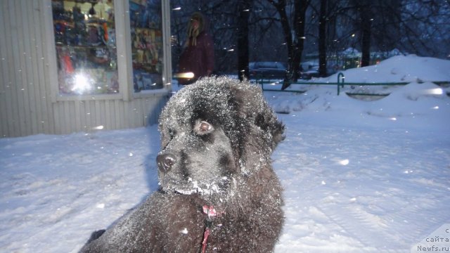 Фото: ньюфаундленд Dyurbahler Klab Villaj Dyubef (Дюрбахлер Клаб Виллаж Дюбеф)