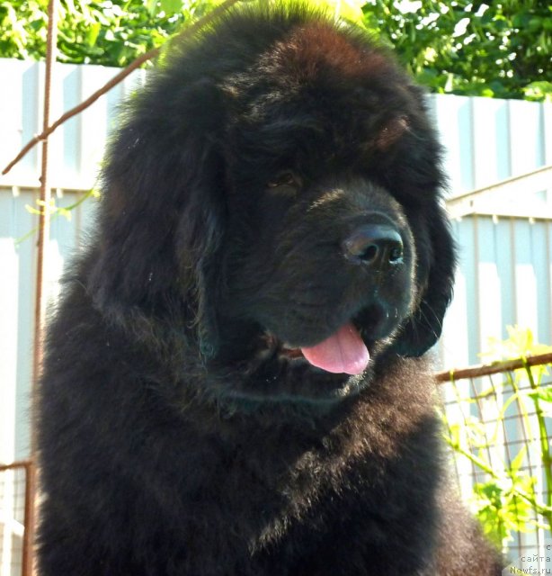 Фото: ньюфаундленд Beguschaya po Volnam Zillion (Бегущая по Волнам Зиллион)