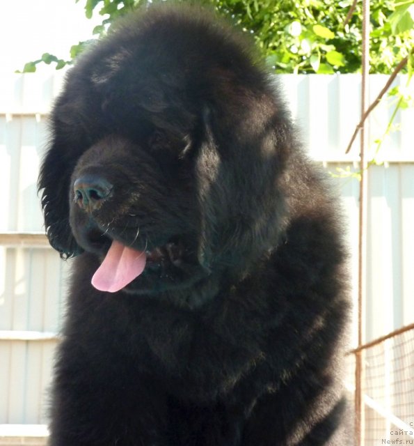 Фото: ньюфаундленд Beguschaya po Volnam Zillion (Бегущая по Волнам Зиллион)