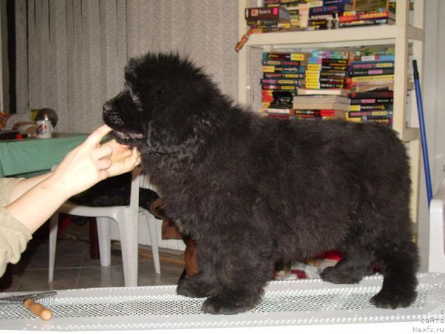 Фото: ньюфаундленд Talula Bell (Талула Белл)