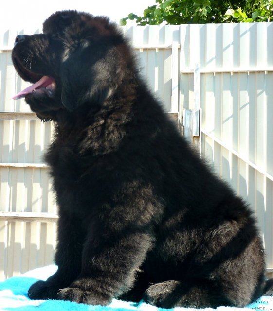 Фото: ньюфаундленд Beguschaya po Volnam Zillion (Бегущая по Волнам Зиллион)