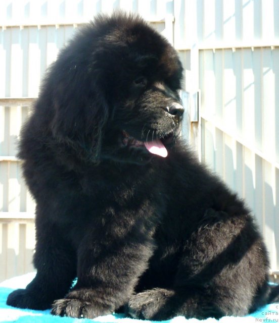 Фото: ньюфаундленд Beguschaya po Volnam Zillion (Бегущая по Волнам Зиллион)