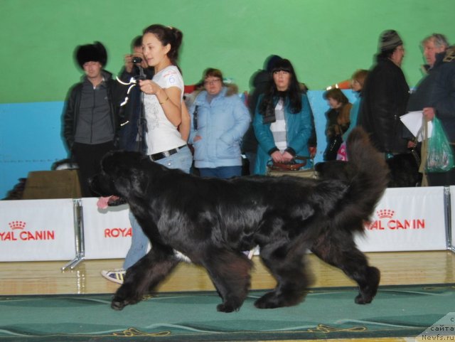 Фотография № 82004