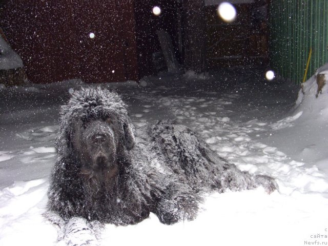 Фото: ньюфаундленд Akin Soul Sofiya (Акин Соул София)