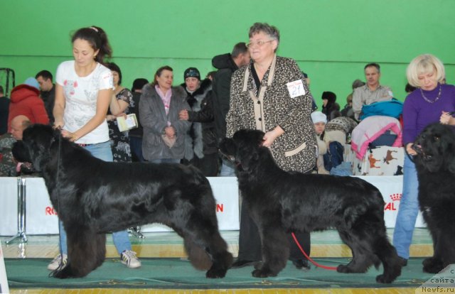 Фото: ньюфаундленд Negociant iz Tihogo Omuta (Негоциант из Тихого Омута), ньюфаундленд Markiza Angelov iz Tihogo Omuta (Маркиза Ангелов из Тихого Омута)