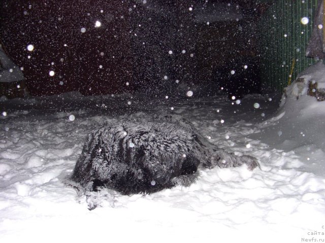 Фото: ньюфаундленд Akin Soul Sofiya (Акин Соул София)