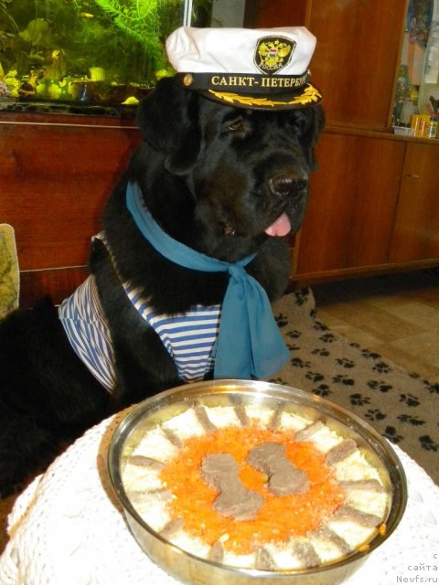 Фото: ньюфаундленд Aquatoriya Kelvin Kadril (Акватория Келвин Кадриль)