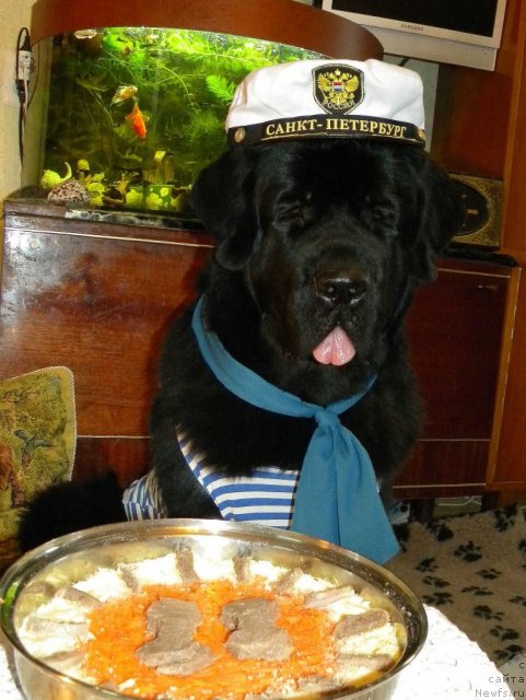 Фото: ньюфаундленд Aquatoriya Kelvin Kadril (Акватория Келвин Кадриль)