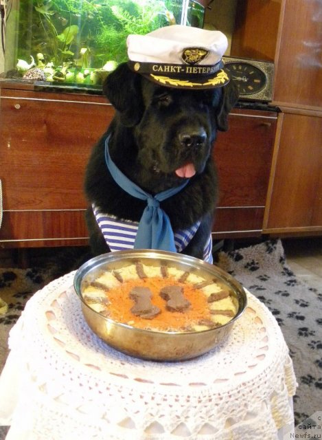 Фото: ньюфаундленд Aquatoriya Kelvin Kadril (Акватория Келвин Кадриль)