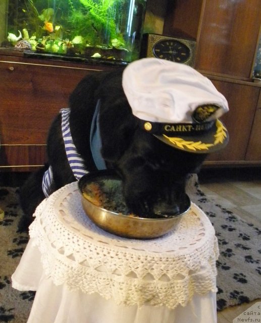 Фото: ньюфаундленд Aquatoriya Kelvin Kadril (Акватория Келвин Кадриль)