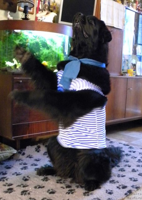 Фотография № 82015